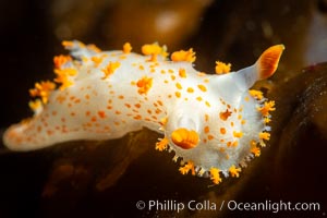 Clown Nudibranch, Triopha catalinae, Browning Passage, Vancouver Island, Triopha catalinae