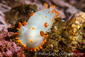 Clown Nudibranch, Triopha catalinae, Browning Passage, Vancouver Island, Triopha catalinae