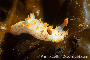 Clown Nudibranch, Triopha catalinae, Browning Passage, Vancouver Island, Triopha catalinae