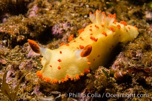 Clown Nudibranch, Triopha catalinae, Browning Passage, Vancouver Island, Triopha catalinae