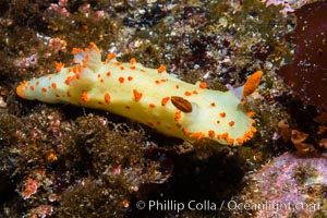 Clown Nudibranch, Triopha catalinae, Browning Passage, Vancouver Island, Triopha catalinae