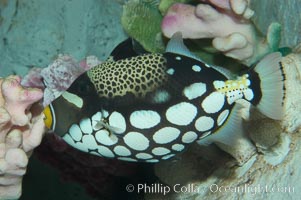 Clown triggerfish, Balistoides conspicillum