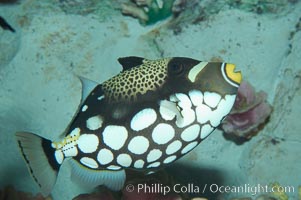 Clown triggerfish, Balistoides conspicillum