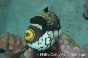 Clown triggerfish, Balistoides conspicillum