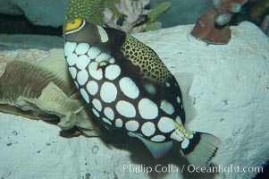 Clown triggerfish, Balistoides conspicillum