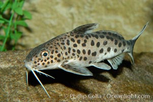 Clownfish or squeeker, a freshwater fish native to Lake Tanganyika in Africa, Synodontis multipunctatus