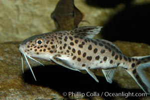 Clownfish or squeeker, a freshwater fish native to Lake Tanganyika in Africa, Synodontis multipunctatus