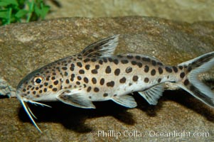 Clownfish or squeeker, a freshwater fish native to Lake Tanganyika in Africa, Synodontis multipunctatus