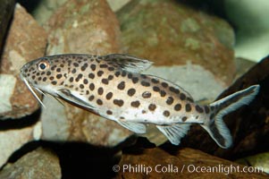 Clownfish or squeeker, a freshwater fish native to Lake Tanganyika in Africa, Synodontis multipunctatus