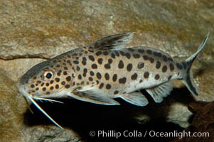 Clownfish or squeeker, a freshwater fish native to Lake Tanganyika in Africa, Synodontis multipunctatus