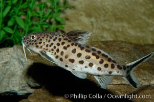 Clownfish or squeeker, a freshwater fish native to Lake Tanganyika in Africa, Synodontis multipunctatus