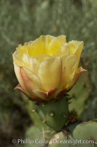 Coast prickly pear cactus in bloom, Batiquitos Lagoon, Carlsbad, Opuntia littoralis