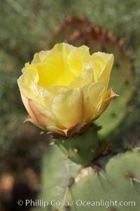 Coast prickly pear cactus in bloom, Batiquitos Lagoon, Carlsbad, Opuntia littoralis