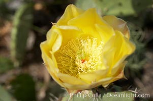 Coast prickly pear cactus in bloom, Batiquitos Lagoon, Carlsbad, Opuntia littoralis