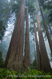 Giant redwood, Lady Bird Johnson Grove, Redwood National Park.  The coastal redwood, or simply 'redwood', is the tallest tree on Earth, reaching a height of 379' and living 3500 years or more.  It is native to coastal California and the southwestern corner of Oregon within the United States, but most concentrated in Redwood National and State Parks in Northern California, found close to the coast where moisture and soil conditions can support its unique size and growth requirements, Sequoia sempervirens