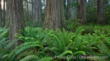 Ferns grow below coastal redwood and Douglas Fir trees, Lady Bird Johnson Grove, Redwood National Park.  The coastal redwood, or simply 'redwood', is the tallest tree on Earth, reaching a height of 379' and living 3500 years or more.  It is native to coastal California and the southwestern corner of Oregon within the United States, but most concentrated in Redwood National and State Parks in Northern California, found close to the coast where moisture and soil conditions can support its unique size and growth requirements.