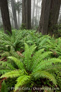 Ferns grow below coastal redwood and Douglas Fir trees, Lady Bird Johnson Grove, Redwood National Park.  The coastal redwood, or simply 'redwood', is the tallest tree on Earth, reaching a height of 379' and living 3500 years or more.  It is native to coastal California and the southwestern corner of Oregon within the United States, but most concentrated in Redwood National and State Parks in Northern California, found close to the coast where moisture and soil conditions can support its unique size and growth requirements, Sequoia sempervirens