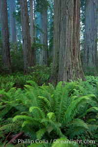 Giant redwood, Lady Bird Johnson Grove, Redwood National Park.  The coastal redwood, or simply 'redwood', is the tallest tree on Earth, reaching a height of 379' and living 3500 years or more.  It is native to coastal California and the southwestern corner of Oregon within the United States, but most concentrated in Redwood National and State Parks in Northern California, found close to the coast where moisture and soil conditions can support its unique size and growth requirements, Sequoia sempervirens