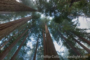 Giant redwood, Lady Bird Johnson Grove, Redwood National Park.  The coastal redwood, or simply 'redwood', is the tallest tree on Earth, reaching a height of 379' and living 3500 years or more.  It is native to coastal California and the southwestern corner of Oregon within the United States, but most concentrated in Redwood National and State Parks in Northern California, found close to the coast where moisture and soil conditions can support its unique size and growth requirements.