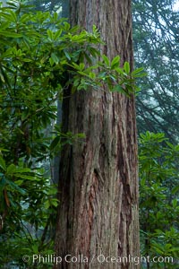 Coast redwood, or simply 'redwood', the tallest tree on Earth, reaching a height of 379' and living 3500 years or more.  It is native to coastal California and the southwestern corner of Oregon within the United States, but most concentrated in Redwood National and State Parks in Northern California, found close to the coast where moisture and soil conditions can support its unique size and growth requirements.