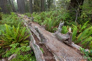 Fallen coast redwood tree.  This tree will slowly decompose, providing a substrate and nutrition for new plants to grow and structure for small animals to use.  Nurse log, Sequoia sempervirens, Redwood National Park, California