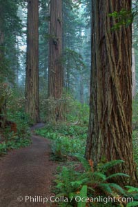 Shaded path through a forest of giant redwood trees, Lady Bird Johnson Grove, Redwood National Park.  The coastal redwood, or simply 'redwood', is the tallest tree on Earth, reaching a height of 379' and living 3500 years or more.  It is native to coastal California and the southwestern corner of Oregon within the United States, but most concentrated in Redwood National and State Parks in Northern California, found close to the coast where moisture and soil conditions can support its unique size and growth requirements, Sequoia sempervirens