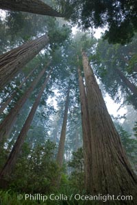 Giant redwood, Lady Bird Johnson Grove, Redwood National Park.  The coastal redwood, or simply 'redwood', is the tallest tree on Earth, reaching a height of 379' and living 3500 years or more.  It is native to coastal California and the southwestern corner of Oregon within the United States, but most concentrated in Redwood National and State Parks in Northern California, found close to the coast where moisture and soil conditions can support its unique size and growth requirements.