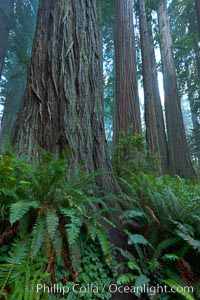 Giant redwood, Lady Bird Johnson Grove, Redwood National Park.  The coastal redwood, or simply 'redwood', is the tallest tree on Earth, reaching a height of 379' and living 3500 years or more.  It is native to coastal California and the southwestern corner of Oregon within the United States, but most concentrated in Redwood National and State Parks in Northern California, found close to the coast where moisture and soil conditions can support its unique size and growth requirements, Sequoia sempervirens