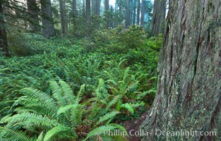 Ferns grow below coastal redwood and Douglas Fir trees, Lady Bird Johnson Grove, Redwood National Park.  The coastal redwood, or simply 'redwood', is the tallest tree on Earth, reaching a height of 379' and living 3500 years or more.  It is native to coastal California and the southwestern corner of Oregon within the United States, but most concentrated in Redwood National and State Parks in Northern California, found close to the coast where moisture and soil conditions can support its unique size and growth requirements, Sequoia sempervirens