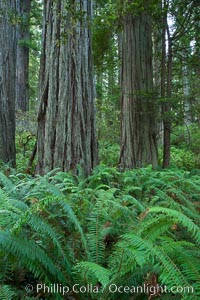 Giant redwood, Lady Bird Johnson Grove, Redwood National Park.  The coastal redwood, or simply 'redwood', is the tallest tree on Earth, reaching a height of 379' and living 3500 years or more.  It is native to coastal California and the southwestern corner of Oregon within the United States, but most concentrated in Redwood National and State Parks in Northern California, found close to the coast where moisture and soil conditions can support its unique size and growth requirements, Sequoia sempervirens