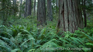 Giant redwood, Lady Bird Johnson Grove, Redwood National Park.  The coastal redwood, or simply 'redwood', is the tallest tree on Earth, reaching a height of 379' and living 3500 years or more.  It is native to coastal California and the southwestern corner of Oregon within the United States, but most concentrated in Redwood National and State Parks in Northern California, found close to the coast where moisture and soil conditions can support its unique size and growth requirements, Sequoia sempervirens