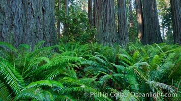 Ferns grow below coastal redwood and Douglas Fir trees, Lady Bird Johnson Grove, Redwood National Park.  The coastal redwood, or simply 'redwood', is the tallest tree on Earth, reaching a height of 379' and living 3500 years or more.  It is native to coastal California and the southwestern corner of Oregon within the United States, but most concentrated in Redwood National and State Parks in Northern California, found close to the coast where moisture and soil conditions can support its unique size and growth requirements, Sequoia sempervirens