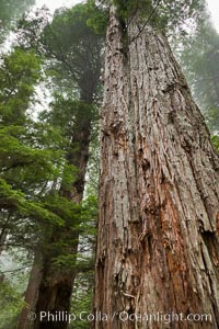 Giant redwood, or coastal redwood, is the tallest tree on Earth, reaching a height of 379' and living 3500 years or more.  It is native to coastal California and the southwestern corner of Oregon within the United States, but most concentrated in Redwood National and State Parks in Northern California, found close to the coast where moisture and soil conditions can support its unique size and growth requirements, Sequoia sempervirens, Redwood National Park