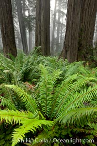 Ferns grow below coastal redwood and Douglas Fir trees, Lady Bird Johnson Grove, Redwood National Park.  The coastal redwood, or simply 'redwood', is the tallest tree on Earth, reaching a height of 379' and living 3500 years or more.  It is native to coastal California and the southwestern corner of Oregon within the United States, but most concentrated in Redwood National and State Parks in Northern California, found close to the coast where moisture and soil conditions can support its unique size and growth requirements, Sequoia sempervirens