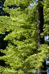 Giant redwood, Lady Bird Johnson Grove, Redwood National Park.  The coastal redwood, or simply 'redwood', is the tallest tree on Earth, reaching a height of 379' and living 3500 years or more.  It is native to coastal California and the southwestern corner of Oregon within the United States, but most concentrated in Redwood National and State Parks in Northern California, found close to the coast where moisture and soil conditions can support its unique size and growth requirements, Sequoia sempervirens