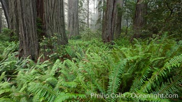 Giant redwood, Lady Bird Johnson Grove, Redwood National Park.  The coastal redwood, or simply 'redwood', is the tallest tree on Earth, reaching a height of 379' and living 3500 years or more.  It is native to coastal California and the southwestern corner of Oregon within the United States, but most concentrated in Redwood National and State Parks in Northern California, found close to the coast where moisture and soil conditions can support its unique size and growth requirements, Sequoia sempervirens