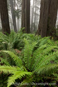 Ferns grow below coastal redwood and Douglas Fir trees, Lady Bird Johnson Grove, Redwood National Park.  The coastal redwood, or simply 'redwood', is the tallest tree on Earth, reaching a height of 379' and living 3500 years or more.  It is native to coastal California and the southwestern corner of Oregon within the United States, but most concentrated in Redwood National and State Parks in Northern California, found close to the coast where moisture and soil conditions can support its unique size and growth requirements, Sequoia sempervirens