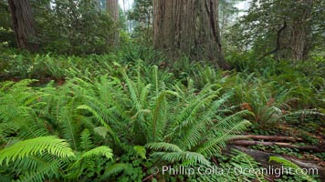 Ferns grow below coastal redwood and Douglas Fir trees, Lady Bird Johnson Grove, Redwood National Park.  The coastal redwood, or simply 'redwood', is the tallest tree on Earth, reaching a height of 379' and living 3500 years or more.  It is native to coastal California and the southwestern corner of Oregon within the United States, but most concentrated in Redwood National and State Parks in Northern California, found close to the coast where moisture and soil conditions can support its unique size and growth requirements, Sequoia sempervirens