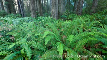 Ferns grow below coastal redwood and Douglas Fir trees, Lady Bird Johnson Grove, Redwood National Park.  The coastal redwood, or simply 'redwood', is the tallest tree on Earth, reaching a height of 379' and living 3500 years or more.  It is native to coastal California and the southwestern corner of Oregon within the United States, but most concentrated in Redwood National and State Parks in Northern California, found close to the coast where moisture and soil conditions can support its unique size and growth requirements, Sequoia sempervirens