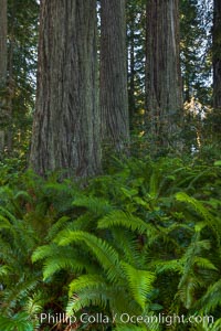 Coast redwood trees in Lady Bird Johnson Grove, Redwood National Park.  The coastal redwood, or simply 'redwood', is the tallest tree on Earth, reaching a height of 379' and living 3500 years or more, Sequoia sempervirens