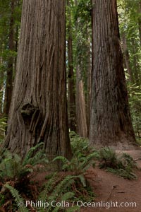 Giant redwood, Stout Grove, Redwood National Park.  The coastal redwood, is the tallest tree on Earth, reaching a height of 379' and living 3500 years or more.  It is native to coastal California and the southwestern corner of Oregon within the United States, but most concentrated in Redwood National and State Parks in Northern California, found close to the coast where moisture and soil conditions can support its unique size and growth requirements, Sequoia sempervirens