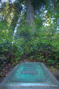 Commemoration plaque in Lady Bird Johnson Grove, marking the place where President Richard Nixon dedicated this coastal redwood grove to Lady Bird Johnson, an environmental activist and former first lady, Sequoia sempervirens, Redwood National Park, California