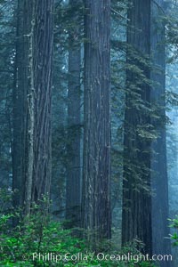 Giant redwood, Lady Bird Johnson Grove, Redwood National Park.  The coastal redwood, or simply 'redwood', is the tallest tree on Earth, reaching a height of 379' and living 3500 years or more.  It is native to coastal California and the southwestern corner of Oregon within the United States, but most concentrated in Redwood National and State Parks in Northern California, found close to the coast where moisture and soil conditions can support its unique size and growth requirements, Sequoia sempervirens