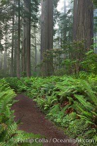 Shaded path through a forest of giant redwood trees, Lady Bird Johnson Grove, Redwood National Park.  The coastal redwood, or simply 'redwood', is the tallest tree on Earth, reaching a height of 379' and living 3500 years or more.  It is native to coastal California and the southwestern corner of Oregon within the United States, but most concentrated in Redwood National and State Parks in Northern California, found close to the coast where moisture and soil conditions can support its unique size and growth requirements, Sequoia sempervirens