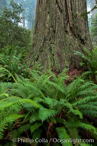 Giant redwood, Lady Bird Johnson Grove, Redwood National Park.  The coastal redwood, or simply 'redwood', is the tallest tree on Earth, reaching a height of 379' and living 3500 years or more.  It is native to coastal California and the southwestern corner of Oregon within the United States, but most concentrated in Redwood National and State Parks in Northern California, found close to the coast where moisture and soil conditions can support its unique size and growth requirements, Sequoia sempervirens