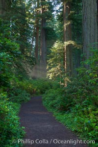 Shaded path through a forest of giant redwood trees, Lady Bird Johnson Grove, Redwood National Park.  The coastal redwood, or simply 'redwood', is the tallest tree on Earth, reaching a height of 379' and living 3500 years or more.  It is native to coastal California and the southwestern corner of Oregon within the United States, but most concentrated in Redwood National and State Parks in Northern California, found close to the coast where moisture and soil conditions can support its unique size and growth requirements, Sequoia sempervirens