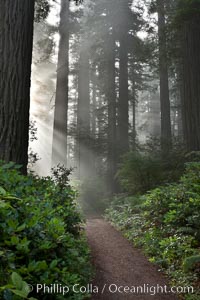 Shaded path through a forest of giant redwood trees, Lady Bird Johnson Grove, Redwood National Park.  The coastal redwood, or simply 'redwood', is the tallest tree on Earth, reaching a height of 379' and living 3500 years or more.  It is native to coastal California and the southwestern corner of Oregon within the United States, but most concentrated in Redwood National and State Parks in Northern California, found close to the coast where moisture and soil conditions can support its unique size and growth requirements.