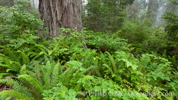 Ferns grow below coastal redwood and Douglas Fir trees, Lady Bird Johnson Grove, Redwood National Park.  The coastal redwood, or simply 'redwood', is the tallest tree on Earth, reaching a height of 379' and living 3500 years or more.  It is native to coastal California and the southwestern corner of Oregon within the United States, but most concentrated in Redwood National and State Parks in Northern California, found close to the coast where moisture and soil conditions can support its unique size and growth requirements, Sequoia sempervirens