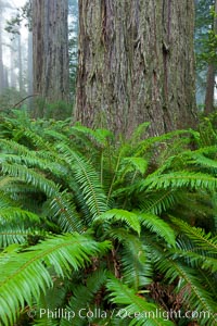 Ferns grow below coastal redwood and Douglas Fir trees, Lady Bird Johnson Grove, Redwood National Park.  The coastal redwood, or simply 'redwood', is the tallest tree on Earth, reaching a height of 379' and living 3500 years or more.  It is native to coastal California and the southwestern corner of Oregon within the United States, but most concentrated in Redwood National and State Parks in Northern California, found close to the coast where moisture and soil conditions can support its unique size and growth requirements, Sequoia sempervirens