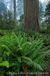 Coast redwood, or simply 'redwood', the tallest tree on Earth, reaching a height of 379' and living 3500 years or more.  It is native to coastal California and the southwestern corner of Oregon within the United States, but most concentrated in Redwood National and State Parks in Northern California, found close to the coast where moisture and soil conditions can support its unique size and growth requirements, Sequoia sempervirens, Redwood National Park